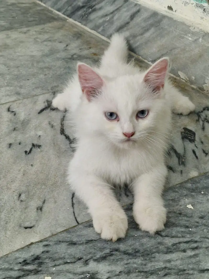 persian cat dubble cod — photo 3