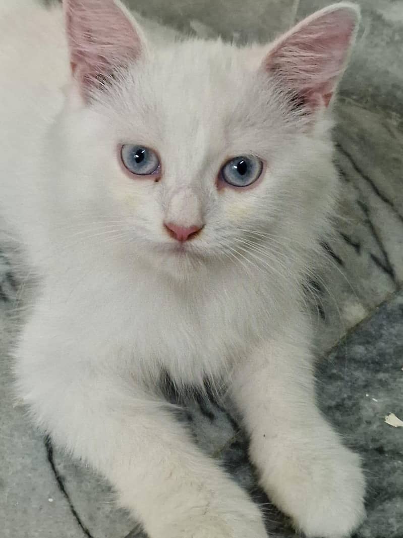 persian cat dubble cod 3
