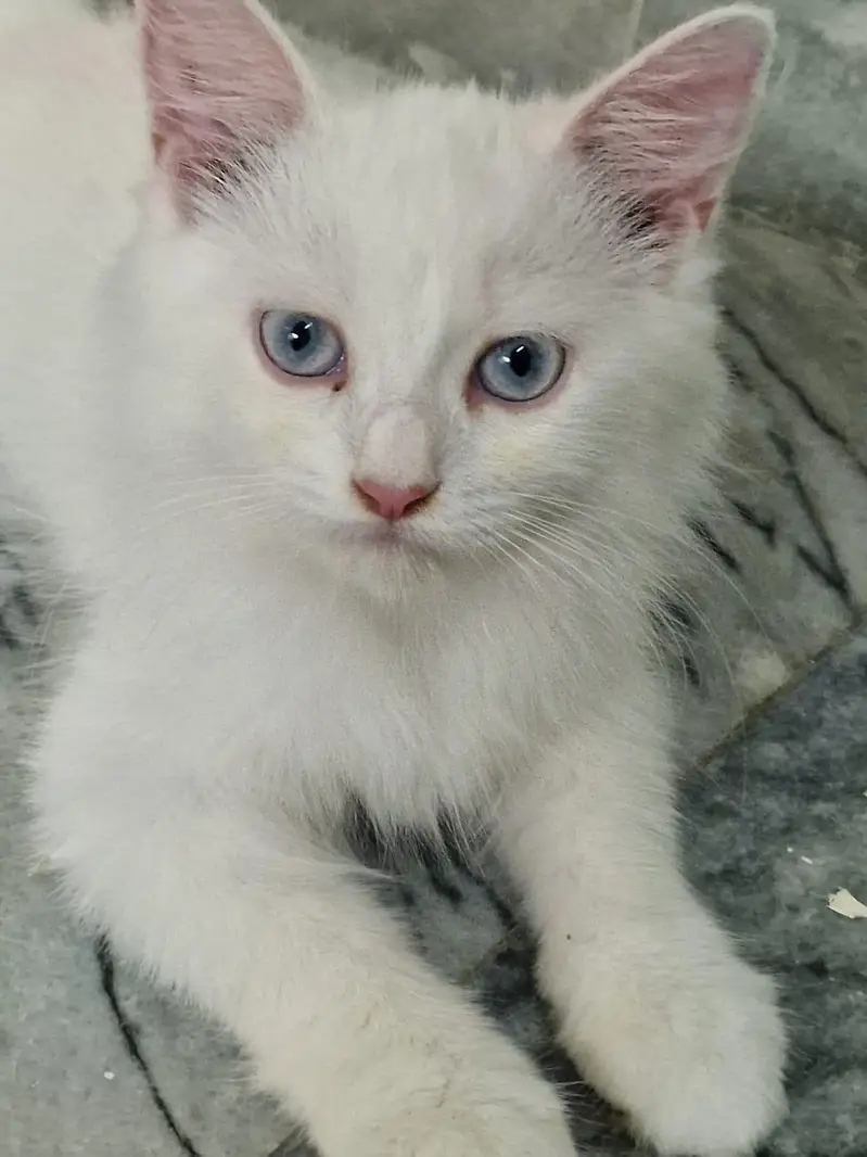 persian cat dubble cod — photo 4