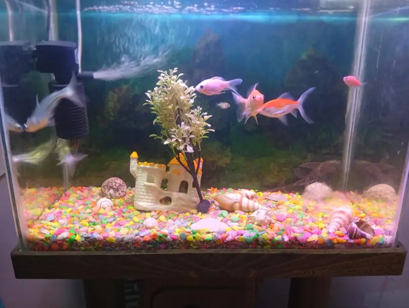 Fishes Aquarium