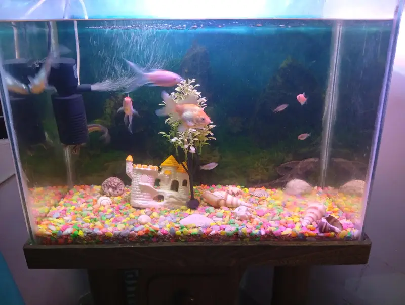Fishes Aquarium — photo 2