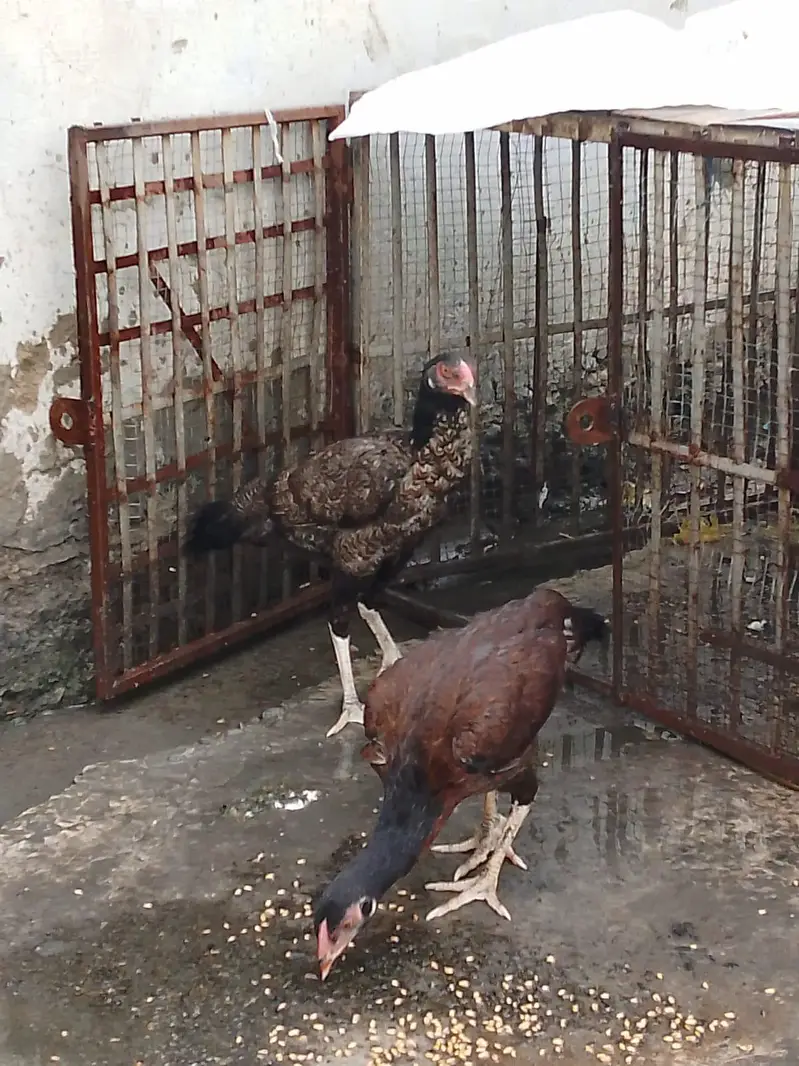 bohat acha seel marga or murgiya ha rabta nambir 03009526233 — photo 2