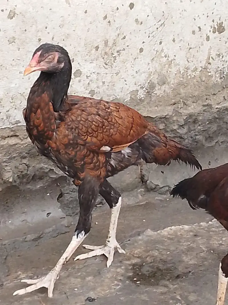 bohat acha seel marga or murgiya ha rabta nambir 03009526233 — photo 6