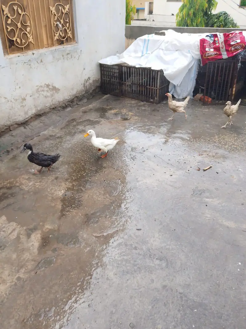 bohat acha seel marga or murgiya ha rabta nambir 03009526233 — photo 7