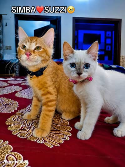 KITTENS 