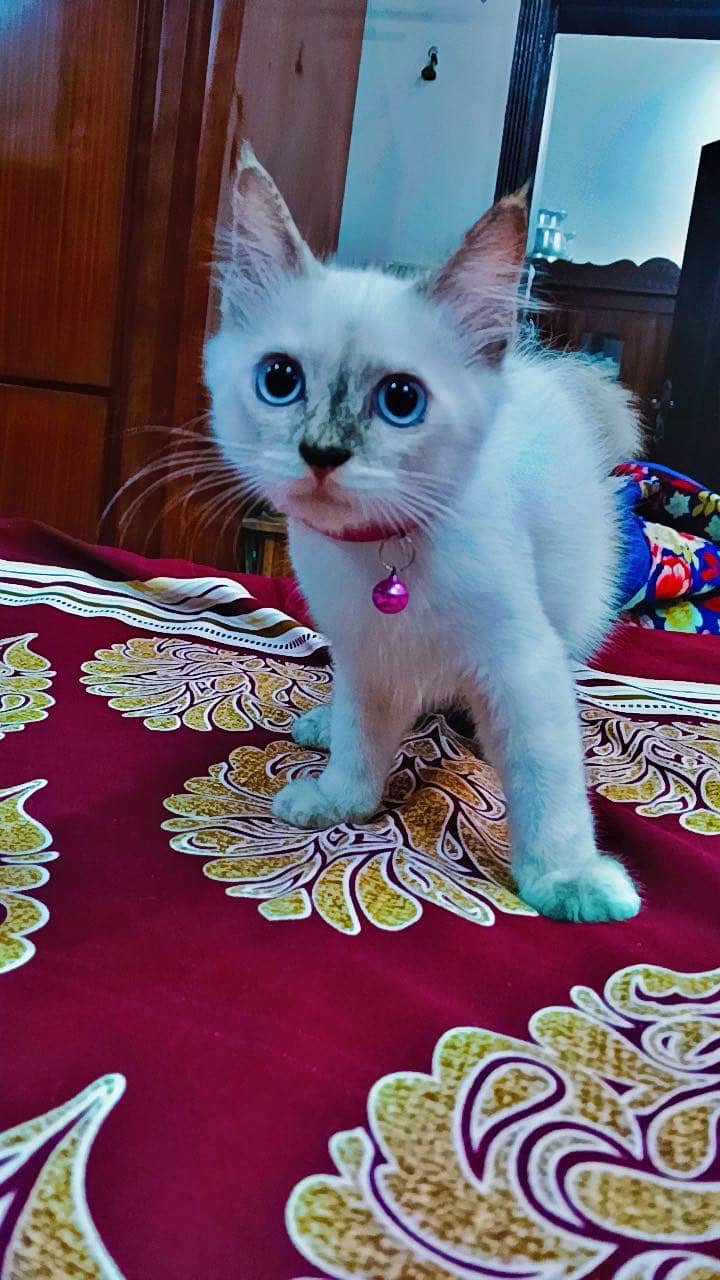 KITTENS  1