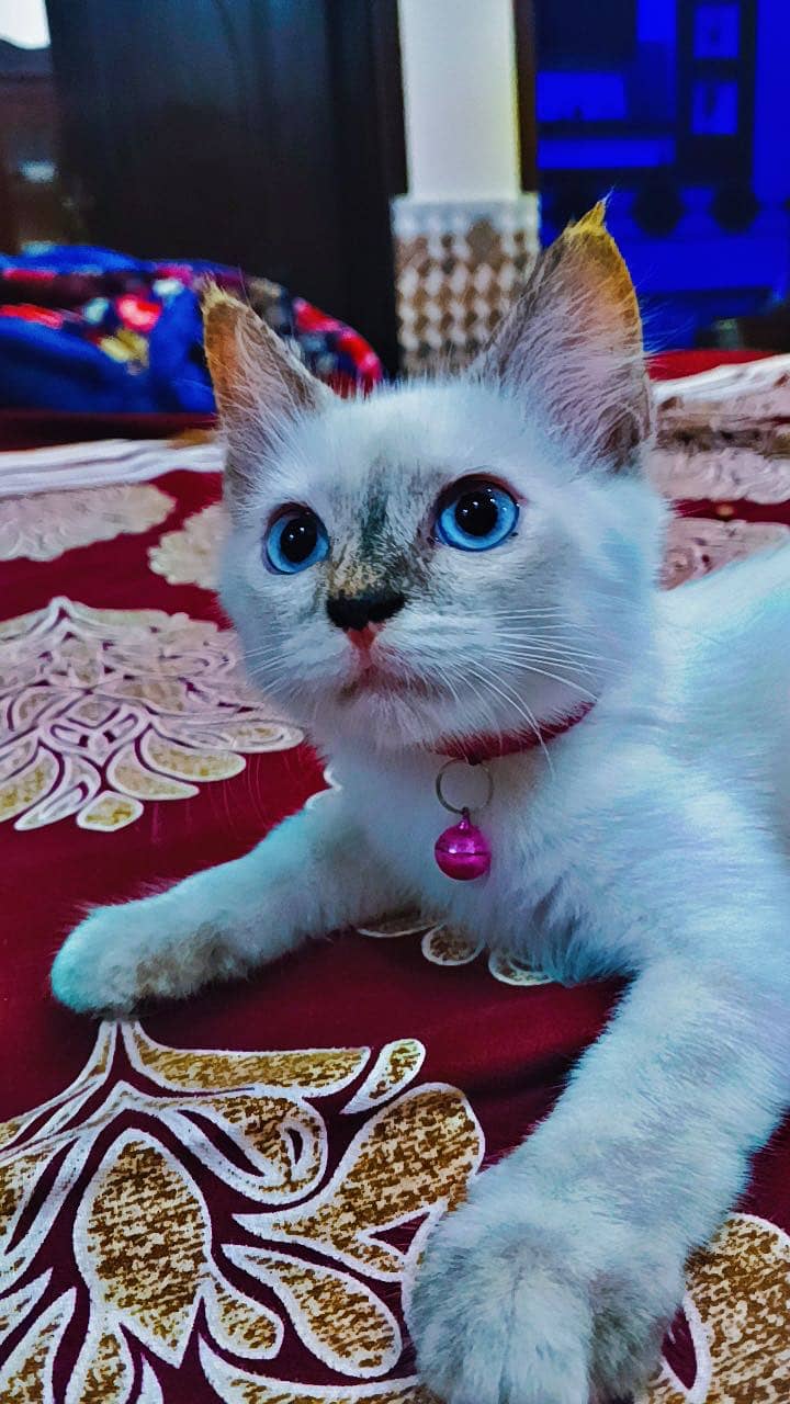 KITTENS  2