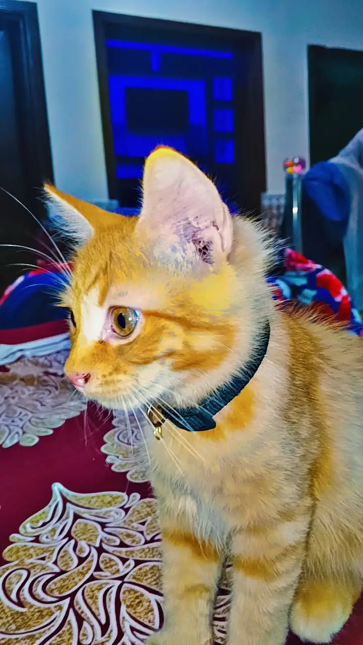 KITTENS  — photo 5