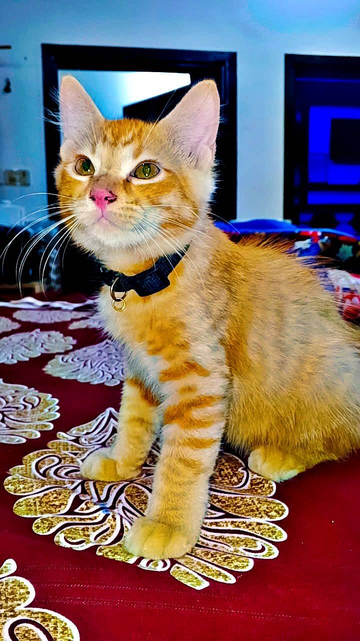 KITTENS  5