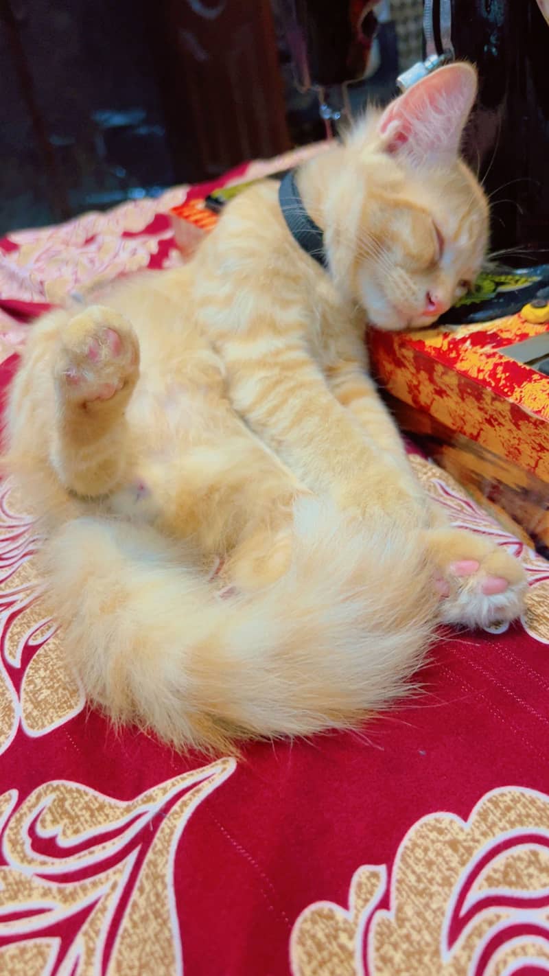 KITTENS  6