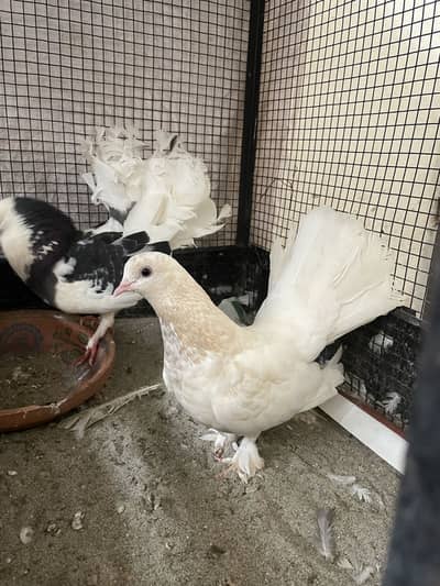 American lakha breeder pair for sale