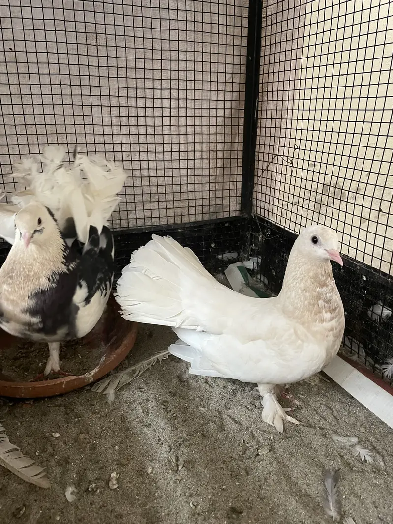 American lakha breeder pair for sale — photo 2