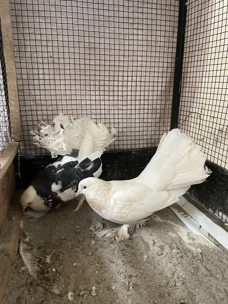 American lakha breeder pair for sale — photo 3