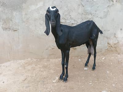 beetal bakri
