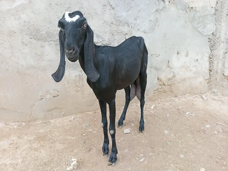 beetal bakri — photo 3