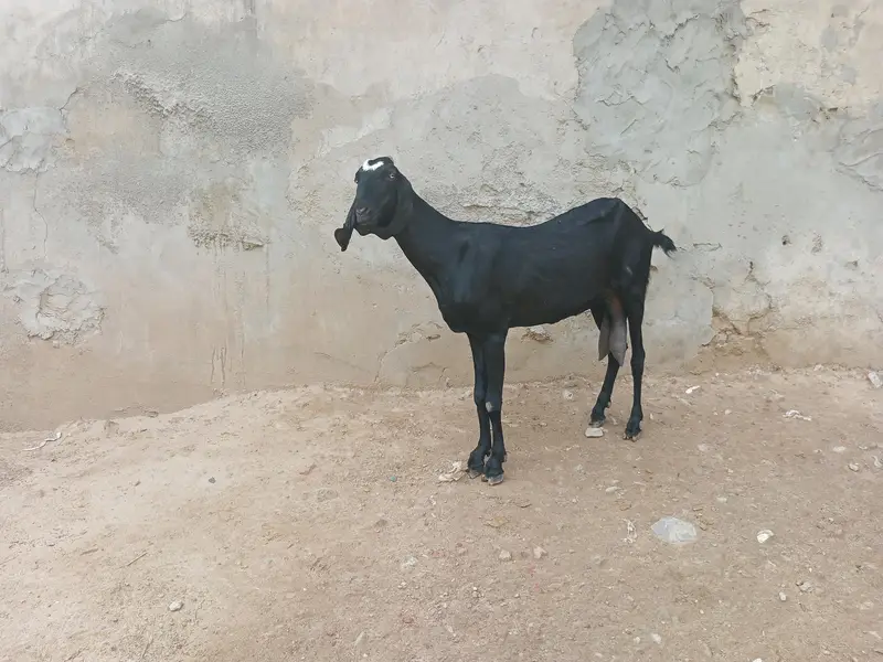 beetal bakri — photo 5