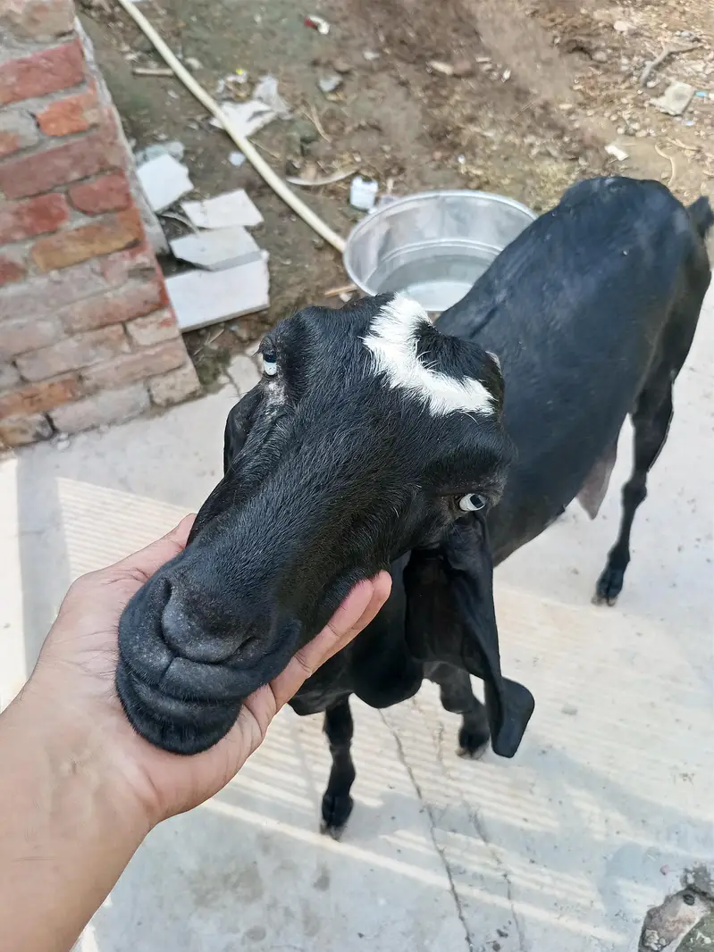 beetal bakri — photo 6