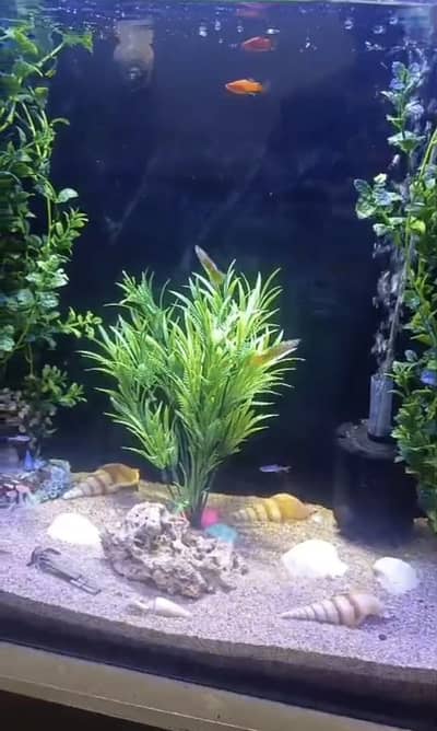 2x2x1 feet large aquarium with scratch less or crack less condition