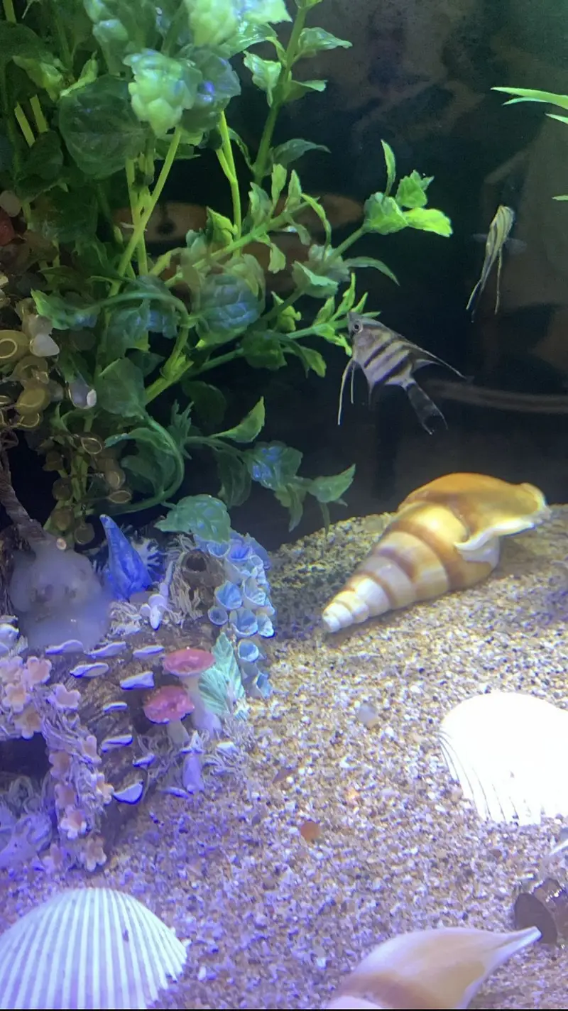 2x2x1 feet large aquarium with scratch less or crack less condition — photo 3