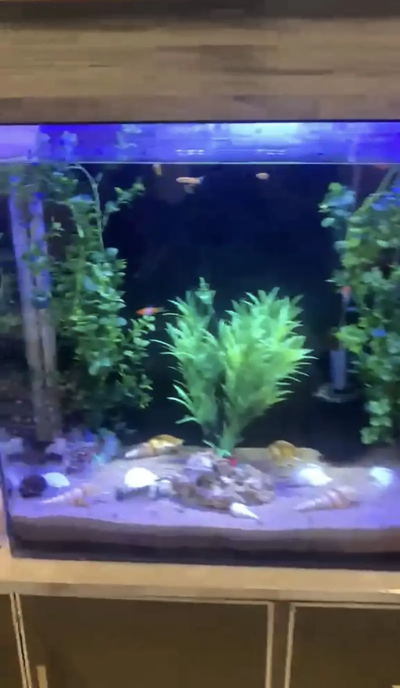 2x2x1 feet large aquarium with scratch less or crack less condition — photo 4