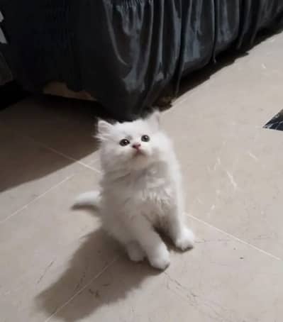 Pure triple coat persian/siamese kittens for sale