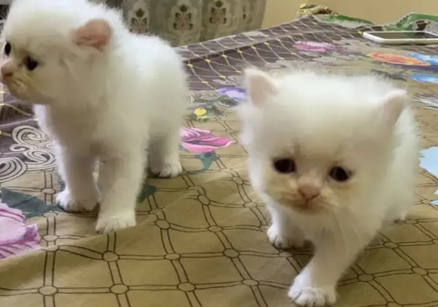 Pure triple coat persian/siamese kittens for sale — photo 2