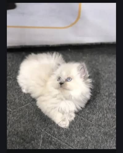 Pure triple coat persian/siamese kittens for sale