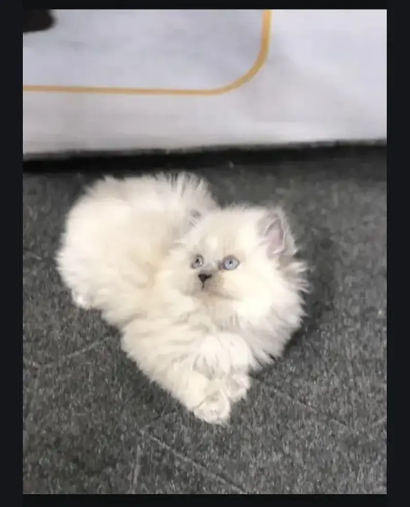 Pure triple coat persian/siamese kittens for sale — photo 3