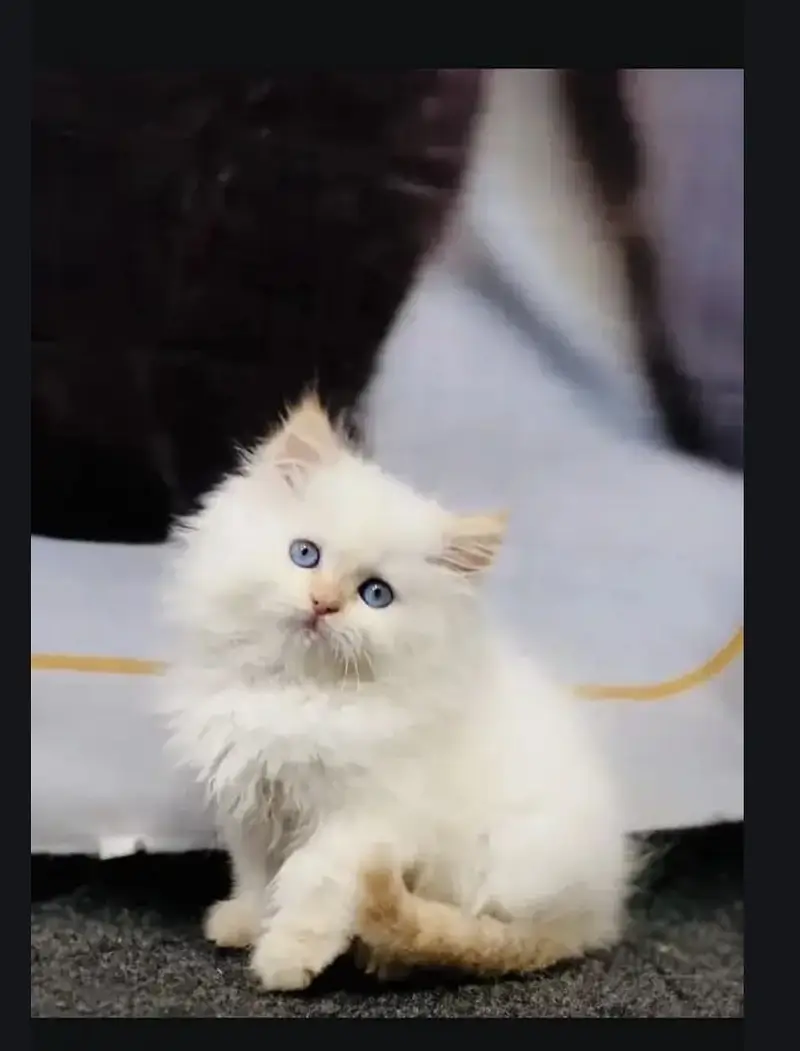 Pure triple coat persian/siamese kittens for sale — photo 4