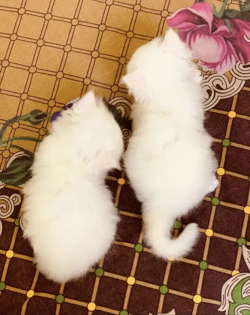Pure triple coat persian/siamese kittens for sale — photo 5