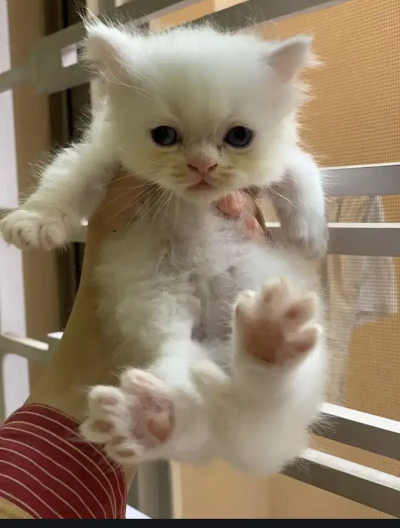 Pure triple coat persian/siamese kittens for sale — photo 6
