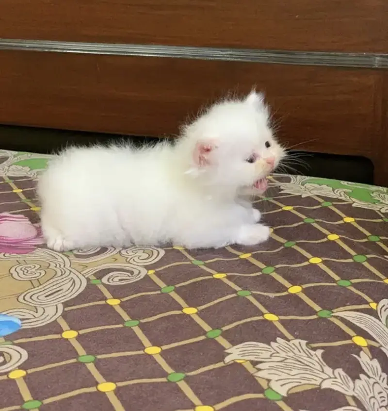 Pure triple coat persian/siamese kittens for sale — photo 7