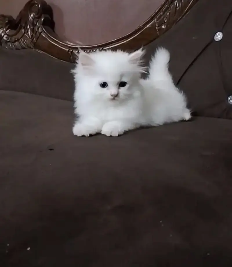 Pure triple coat persian/siamese kittens for sale — photo 8
