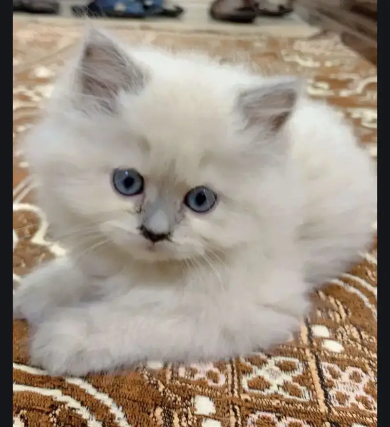 Pure triple coat persian/siamese kittens for sale — photo 9