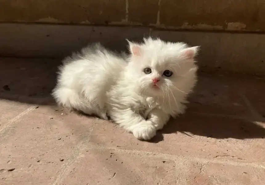 Pure triple coat persian/siamese kittens for sale — photo 10