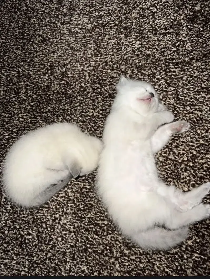Pure triple coat persian/siamese kittens for sale — photo 11