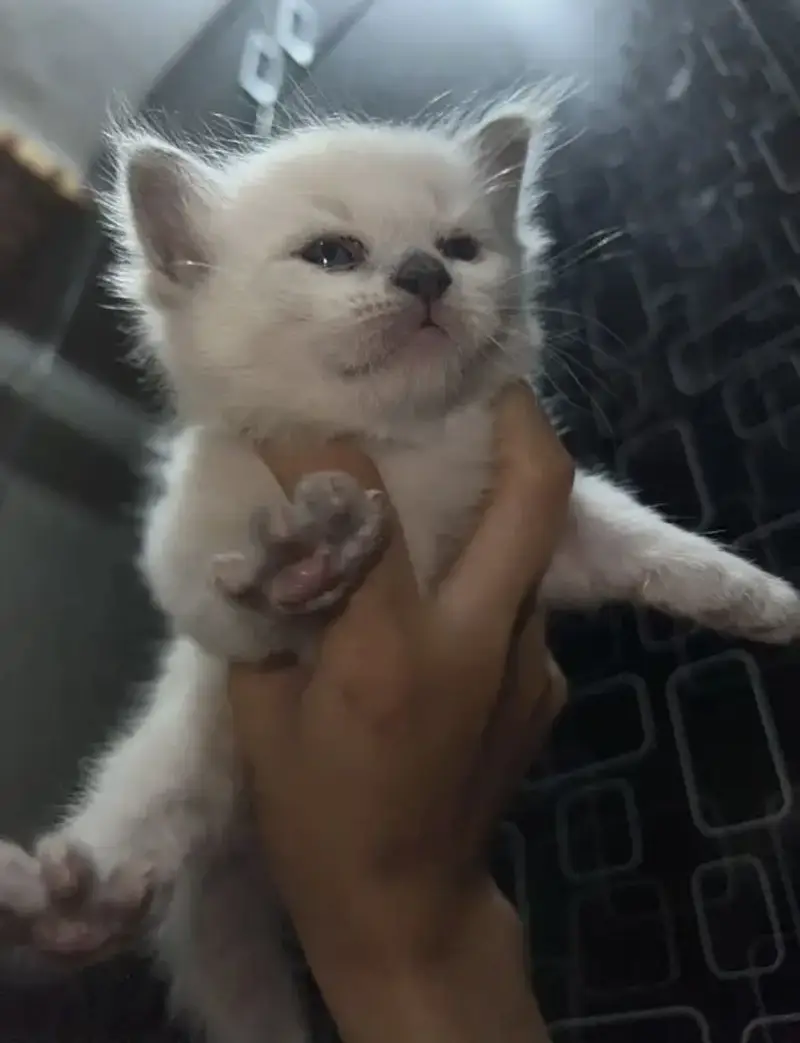 Pure triple coat persian/siamese kittens for sale — photo 12