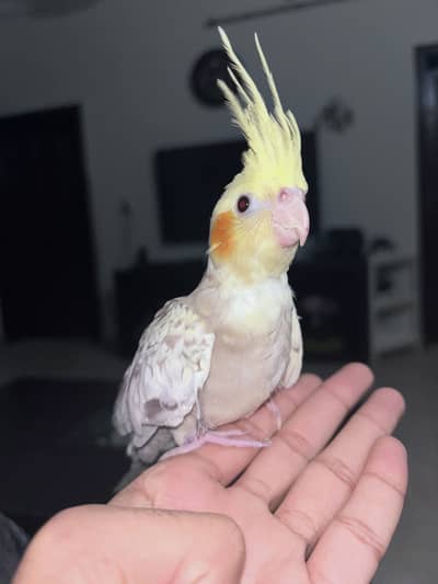 Hand tamed Cockatiel