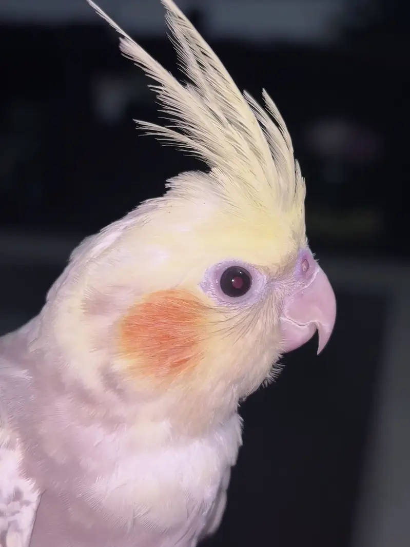 Hand tamed Cockatiel — photo 2