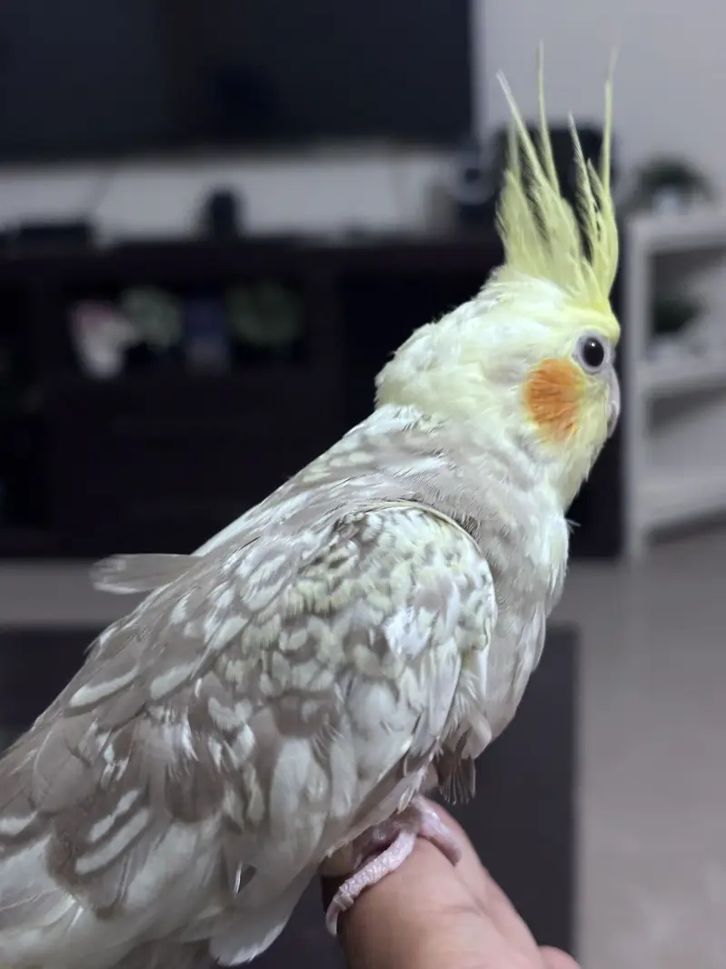 Hand tamed Cockatiel — photo 4