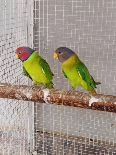 plum head breeder pair