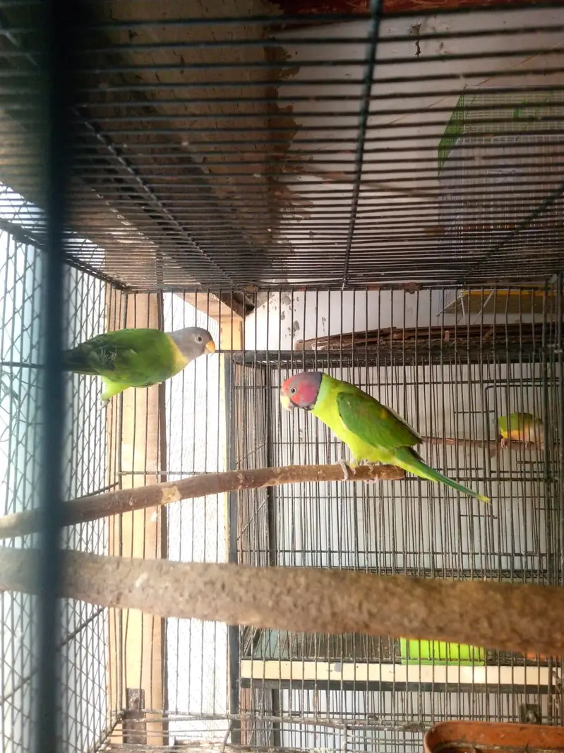 plum head breeder pair — photo 2