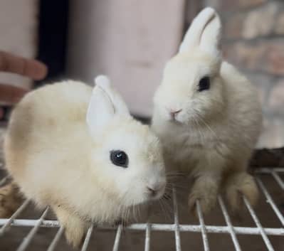 Hottot adult pair for sale 03368792398