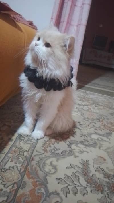 White Persian Male Cat