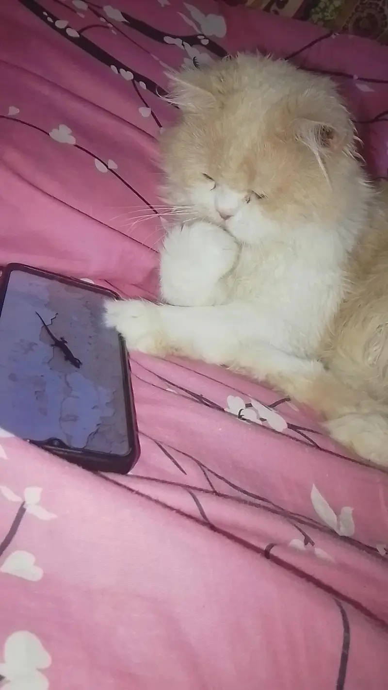 White Persian Male Cat — photo 2