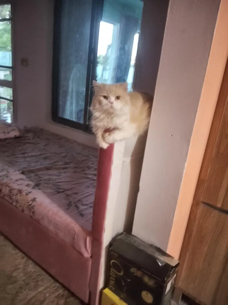 White Persian Male Cat — photo 3