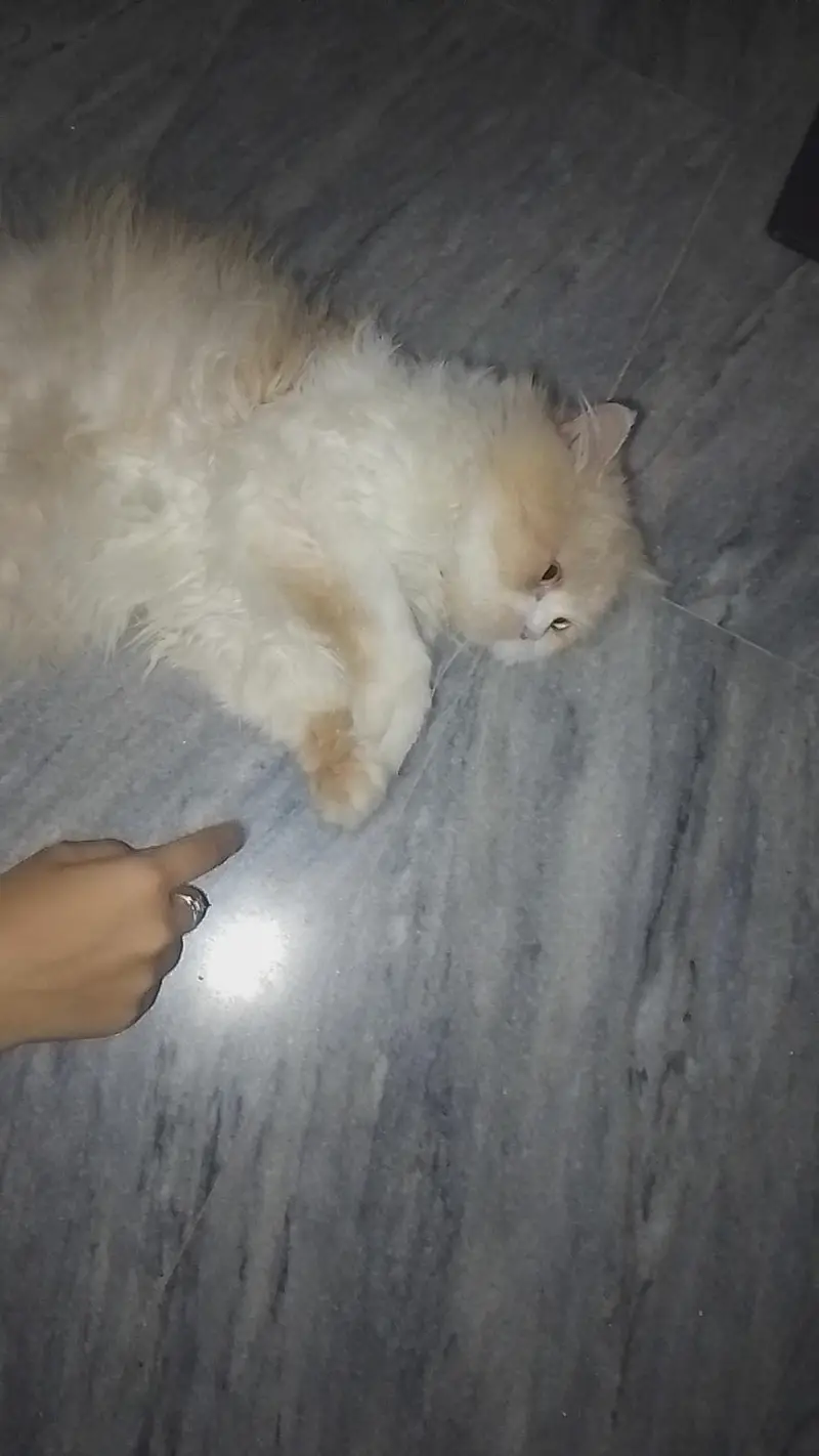 White Persian Male Cat — photo 4
