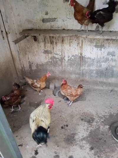 golden misri hens egg laying