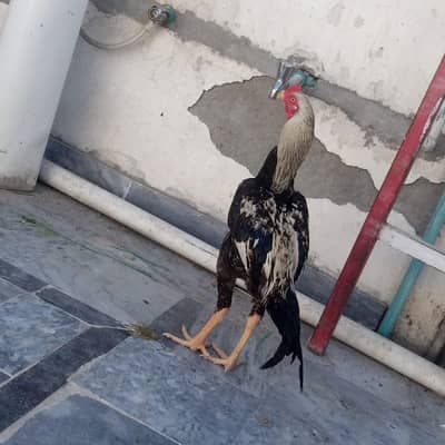 PURE LAKHA JAWA