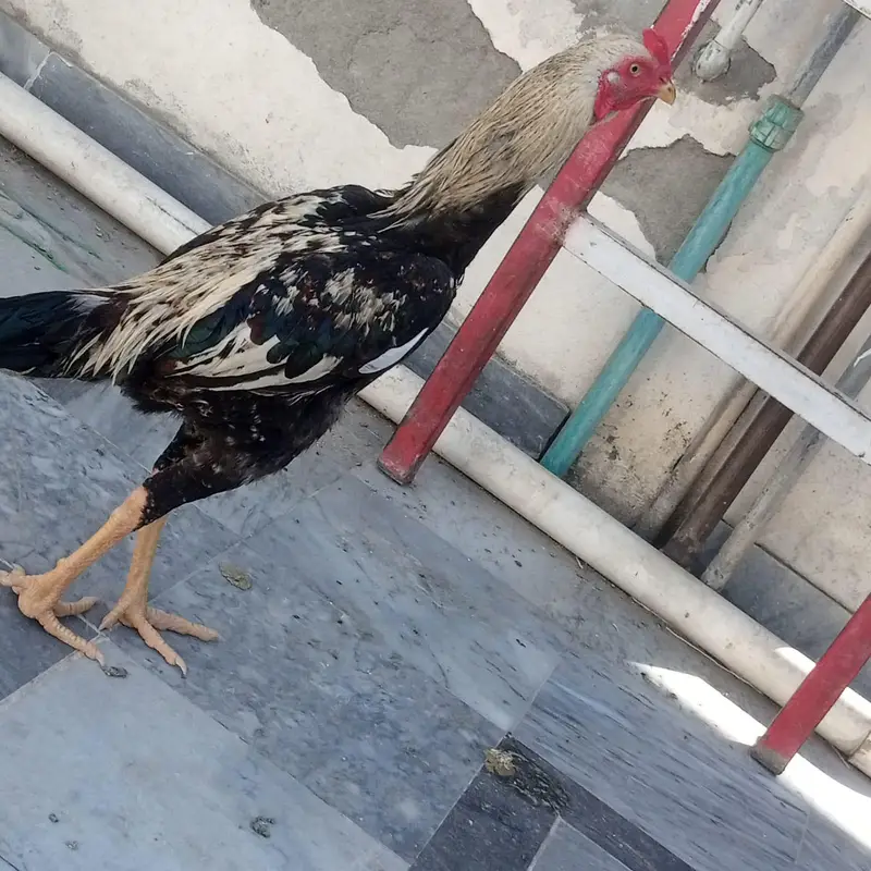 PURE LAKHA JAWA — photo 2